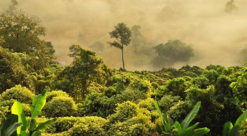 Des crédits carbone inefficaces pour la reforestation, tranche une étude