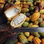 Cocoa pods can be upcycled to create fragrances (photo : Courtesy of TechnicoFlor)