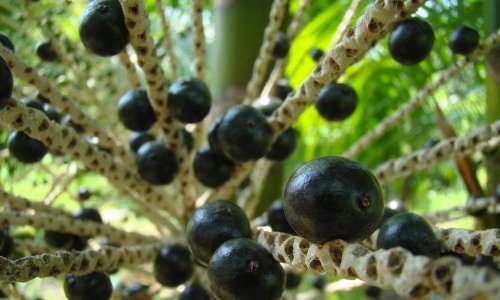 Acai berry craze: boon or threat for the Amazon rainforest in Brazil?