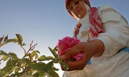 Parfum : Un village libanais au cœur de la production de la rose de Damas