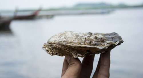 L'huître révèle ses bienfaits et s'invite dans les formules cosmétiques