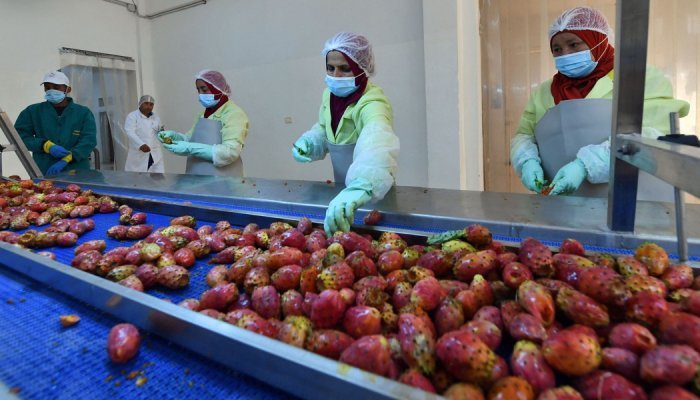 Tunisia: Prickly pear producers predict cacti cosmetics cash-in