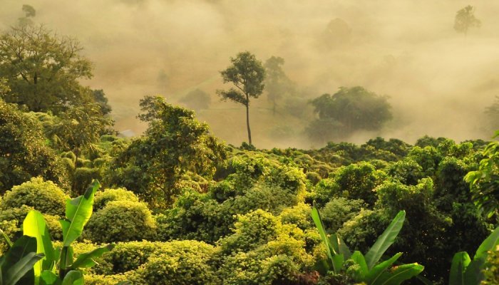 Des crédits carbone inefficaces pour la reforestation, tranche une étude