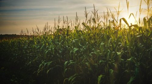 Clariant mise sur le carbone vert avec une gamme de tensioactifs biosourcés